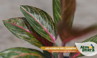 aglaonema-red-sumatra-aglaonema-commutatum-red-sumatra-site-04