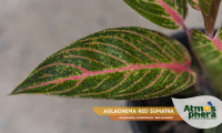 aglaonema-red-sumatra-aglaonema-commutatum-red-sumatra-site-03