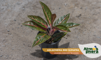 aglaonema-red-sumatra-aglaonema-commutatum-red-sumatra-site-01