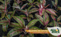 aglaonema-red-sumatra-aglaonema-commutatum-red-sumatra-site-02